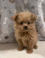 Pomeriaan x Toy Poedel Pomapoo Puppy’s, Particulier, Overige rassen, 8 tot 15 weken, Buitenland
