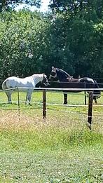 1 stal vrij voor klein paard of pony