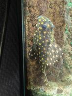 Hypancistrus "Inspector" L201 geslachtsrijp 6 stuks, Vis, Zoetwatervis