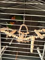 Stel agapornissen, Dieren en Toebehoren, Vogels | Parkieten en Papegaaien, Meerdere dieren, Dwergpapegaai of Agapornis, Tam