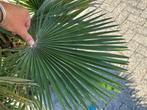 Chamaerops humilis Vulcano palmboom te koop, Tuin en Terras, In pot, Zomer, Volle zon, Palmboom
