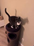 Lief huisje gezocht voor poes Fred, Dieren en Toebehoren, Kattenmanden, Ophalen of Verzenden