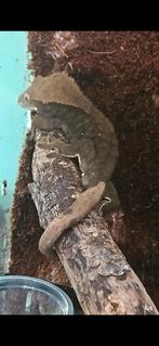 Wimpergekko, Hagedis, Tam, 0 tot 2 jaar