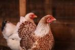 Wyandotte krielkip | Tamme kippen | Passend advies, Dieren en Toebehoren, Pluimvee, Meerdere dieren, Kip