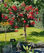 fuchsiaboompjes, Ophalen, Zomer, Overige soorten, Volle zon