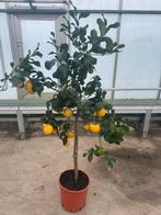 Citroen boom p 30 cm h 150 cm, Ophalen, Halfschaduw, Minder dan 100 cm