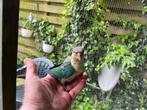 Jonge Pyrrhura, Dieren en Toebehoren, Vogels | Parkieten en Papegaaien, Geslacht onbekend, Parkiet, Geringd
