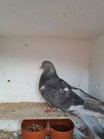 Takla duivin met sokpootjes, Dieren en Toebehoren, Vogels | Duiven, Mannelijk, Kropper