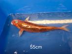 Koi, 3 stuks rood, Dieren en Toebehoren, Vissen | Vijvervissen, Karper of Koi