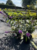 Vlinderstruik, Tuin en Terras, Planten | Tuinplanten, Ophalen, Zomer, Overige soorten, Volle zon