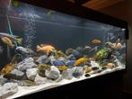 Cichlide mbuna, Dieren en Toebehoren, Vissen | Aquariumvissen, Vis, Zoetwatervis