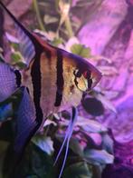 Maanvissen, Dieren en Toebehoren, Vis