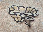 Python regius fire desert ghost 66% het pied vrouw, Dieren en Toebehoren, Reptielen en Amfibieën, Slang, 0 tot 2 jaar