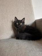 Ragdoll kitten te koop, Dieren en Toebehoren, Poes, Ontwormd, 0 tot 2 jaar