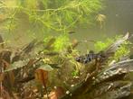 Bonte en zwarte mollies, Vis