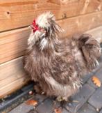 USA zijdehoen choco mottled haan, Dieren en Toebehoren, Pluimvee, Mannelijk, Kip