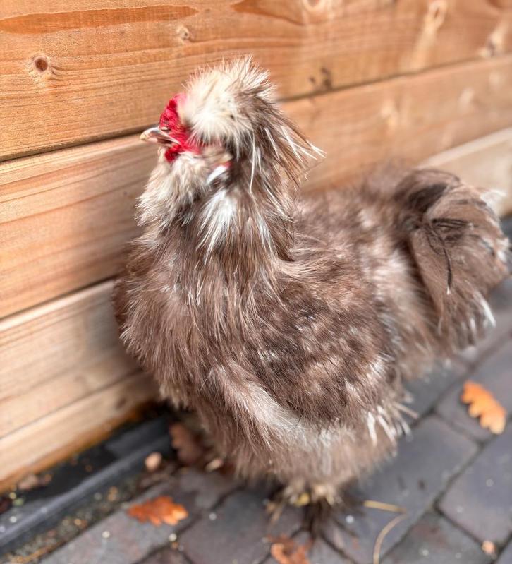 USA zijdehoen choco mottled haan, Dieren en Toebehoren, Pluimvee, Kip, Mannelijk