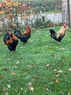 Hanen gratis af te halen, Mannelijk, Kip