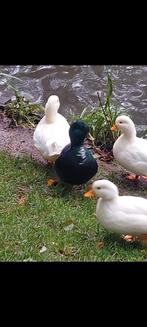 Kwakers, Dieren en Toebehoren, Pluimvee, Mannelijk, Eend