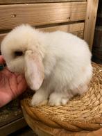 Prachtig raszuiver minilop rammetje beschikbaar!, Dieren en Toebehoren, Konijnen, Mannelijk, Dwerg, Hangoor, 0 tot 2 jaar