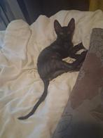 Cornish rex kitten katertje, Dieren en Toebehoren, Meerdere dieren, Ontwormd, 0 tot 2 jaar