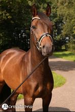 Nederlandse D-pony met Arabisch bloed te koop, Dieren en Toebehoren, Paarden, Minder dan 160 cm, Ruin, Gechipt, L