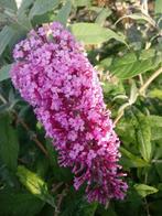 Vlinderstruik stek, roze bloemen, Volle zon, Vaste plant, Zomer, Ophalen