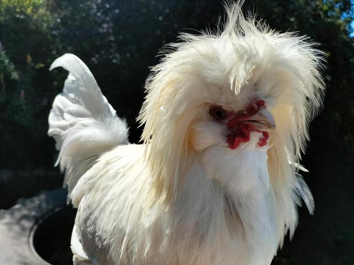 Super mooie haantje / kuifhoen / Padua., Dieren en Toebehoren, Pluimvee