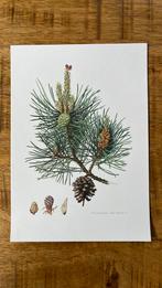 Grove den botanische print, Antiek en Kunst, Kunst | Etsen en Gravures, Ophalen of Verzenden