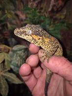 Gargoyle gekko, Dieren en Toebehoren, Hagedis