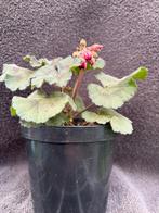 Biologische Geranium - Rode Bloemen - 1L Pot, Overige soorten, Volle zon, Vaste plant, Ophalen of Verzenden