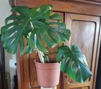 Monstera (several plants), Ophalen of Verzenden, Overige soorten, Minder dan 100 cm