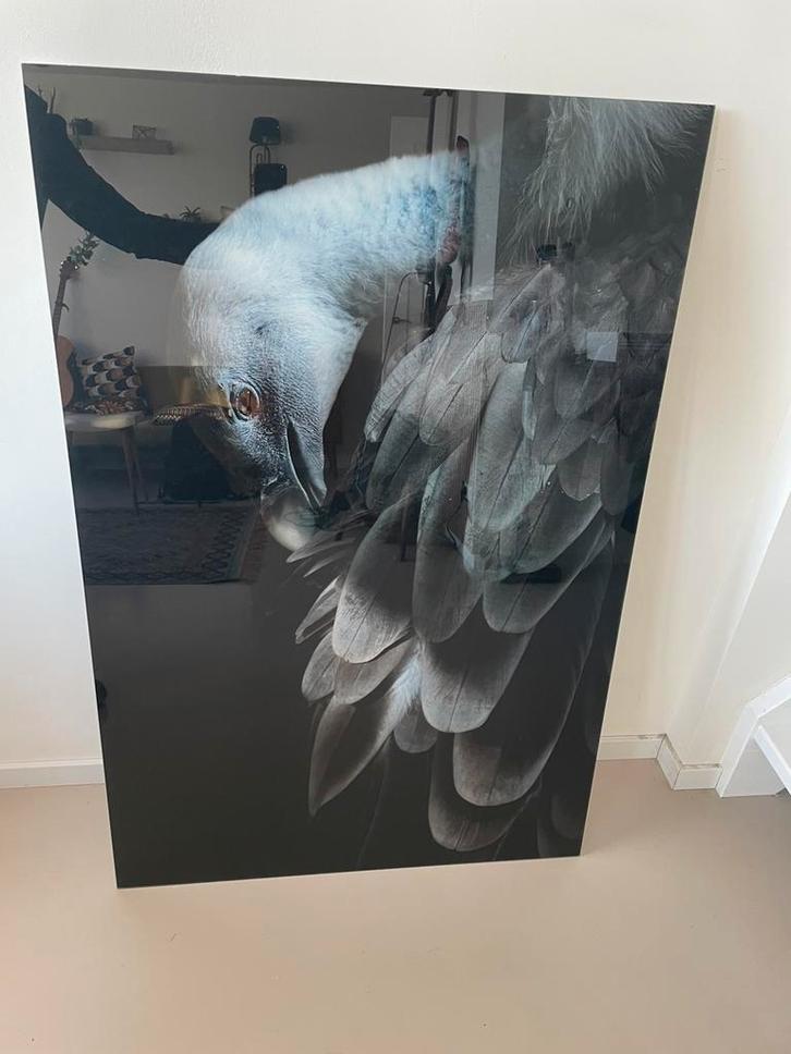 Foto op plexiglas. 80 x 120. Zwart witte Gier. Yellowkorner, Huis en Inrichting, Woonaccessoires | Schilderijen, Tekeningen en Foto's