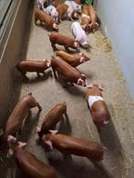 Duroc biggen te koop, Vrouwelijk, Varken