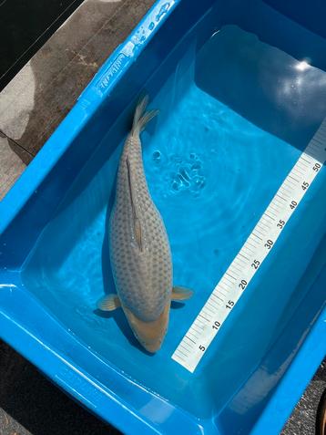 Koi, Soragoi vrouw 50cm beschikbaar voor biedingen