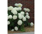 Mooie grote witte annabel hortensia, Ophalen of Verzenden, Hortensia, Struik, 100 tot 250 cm