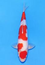 Nogami kohaku laatste selectie in japan tatashita, Karper of Koi