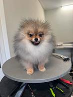 POMERANIAN POMERIAAN DWERGKEES reu stamboom fok kwaliteit, Dieren en Toebehoren, Honden | Poolhonden, Keeshonden en Oertypen, Nederland