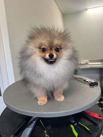 POMERANIAN POMERIAAN DWERGKEES reu stamboom fok kwaliteit beschikbaar voor biedingen