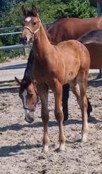 hengstveulen van Stargos VDL x Apardi elite, Dieren en Toebehoren, Paarden, Hengst, Springpaard, 0 tot 2 jaar
