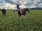 Super mooi bont hengst veulen yeslie, Dieren en Toebehoren, Paarden, Minder dan 160 cm, Niet van toepassing, Dressuurpaard, 0 tot 2 jaar