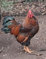 Prachtige wyandottekriel haan, Dieren en Toebehoren, Pluimvee, Mannelijk, Kip