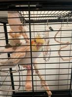 Super tamme valkparkiet | incl. Kooi, Dieren en Toebehoren, Geslacht onbekend, Zangkanarie