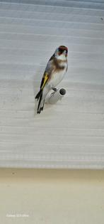 Parva Kleine Putters van 2025, Dieren en Toebehoren, Vogels | Overige Vogels, Meerdere dieren, Wildzangvogel