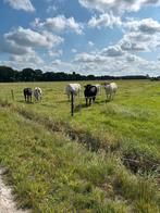 3 zoogstellen, Dieren en Toebehoren