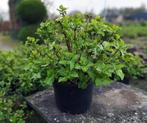 biologisch geteelde hortensia's 20 L, Halfschaduw, Zomer, Vaste plant, Overige soorten