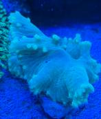 DIVERSE KORAALSTEKKEN, Dieren en Toebehoren, Vissen | Aquariumvissen, Overige typen