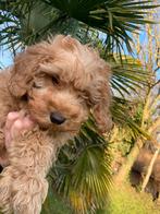 Schitterende Mini Doodle, Dieren en Toebehoren, Parvo, 8 tot 15 weken, Eén hond, Nederland