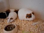 2 roodbonte zeugjes, Cavia, Vrouwelijk, Januari, Tam