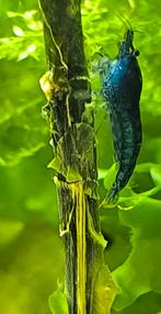 Te koop voeding sticks voor de garnalen ., Ophalen of Verzenden, Nieuw, Plant(en), Steen of Hout